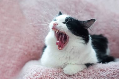 Kedi komik suratla esneme