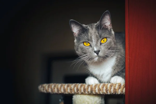 재미 있는 회색 놀란된 고양이 긁는 포스트에 앉아 — 스톡 사진