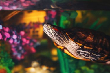 Kırmızı kulaklı Terrapin - Trachemys scripta elegans içinde belgili tanımlık akvaryum