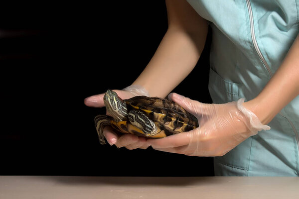 Inspection of reptiles herpetologist