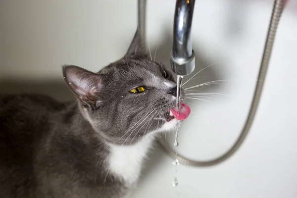 Кошка питьевая вода в ванной — стоковое фото