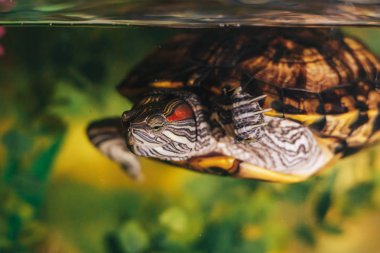 Kırmızı kulaklı Terrapin - Trachemys scripta elegans içinde belgili tanımlık akvaryum