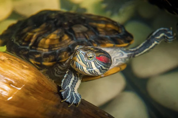 Червоне вухо Terrapin - Trachemys scripta elegans в акваріумі — стокове фото