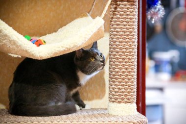 Komik Gri kedi tırmalamak posta oturan şaşırttı