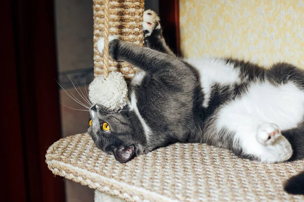 Zabawny szary kot siedzi i gra na drapanie po pantoflem — Zdjęcie stockowe