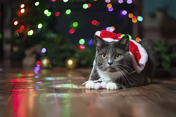 Graue Katze als Weihnachtsmann verkleidet. Weihnachtskatze — Stockfoto