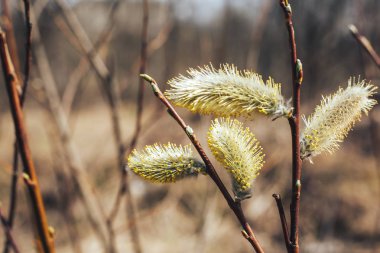 ağaç çiçek açan Bud. Söğüt dalları tomurcukları ile. Erken Bahar Orman söğüt ağacı çiçek ve eşek arısı ile çiçek açar. Paskalya sembolü. Çiçekli ağaç bahar.