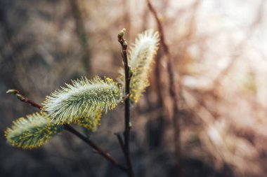 ağaç çiçek açan Bud. Söğüt dalları tomurcukları ile. Erken Bahar Orman söğüt ağacı çiçek ve eşek arısı ile çiçek açar. Paskalya sembolü. Çiçekli ağaç bahar.