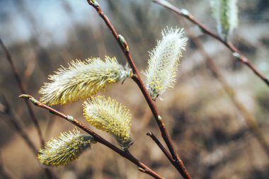 ağaç çiçek açan Bud. Söğüt dalları tomurcukları ile. Erken Bahar Orman söğüt ağacı çiçek ve eşek arısı ile çiçek açar. Paskalya sembolü. Çiçekli ağaç bahar.