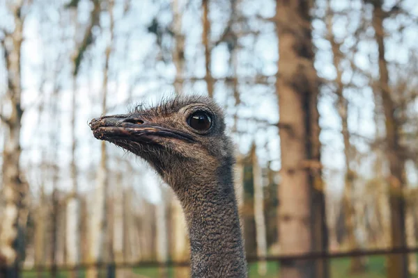 ostrich bird head and neck front portrait in the park, ostrich bird head and neck front portrait in the park, closeup of ostrich face and neck