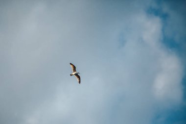 Mavi güneşli gökyüzü arka planda martı karabatak