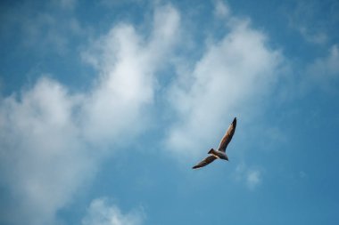 Mavi güneşli gökyüzü arka planda martı karabatak