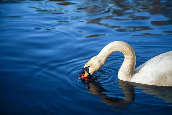 Cisne branco no lago com fundo azul escuro no pôr do sol. — Fotografia de Stock