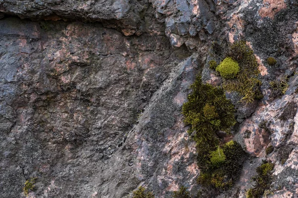 Musgo verde sobre fondo de granito — Foto de Stock