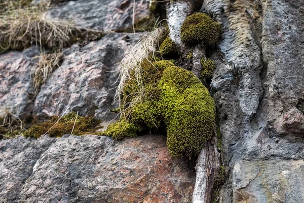 Green moss on granite background