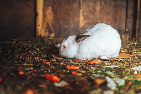 Un joli petit lapin blanc aux yeux rouges — Photo