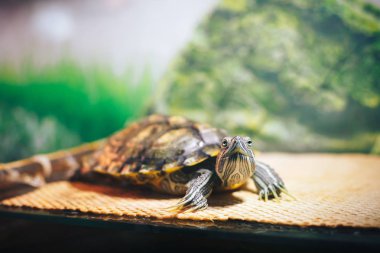 Kırmızı kulaklı Terrapin - Trachemys scripta elegans içinde belgili tanımlık akvaryum