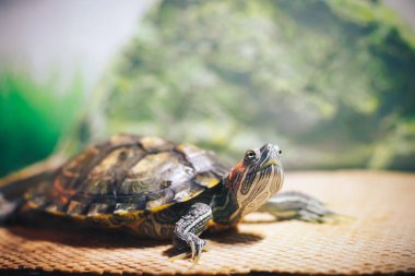 Kırmızı kulaklı Terrapin - Trachemys scripta elegans içinde belgili tanımlık akvaryum