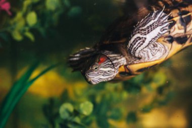 Kırmızı kulaklı Terrapin - Trachemys scripta elegans içinde belgili tanımlık akvaryum