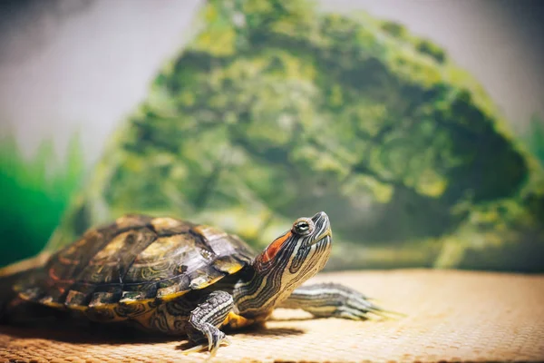 Kırmızı kulaklı Terrapin - Trachemys scripta elegans içinde belgili tanımlık akvaryum