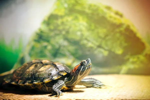 Kırmızı kulaklı Terrapin - Trachemys scripta elegans içinde belgili tanımlık akvaryum