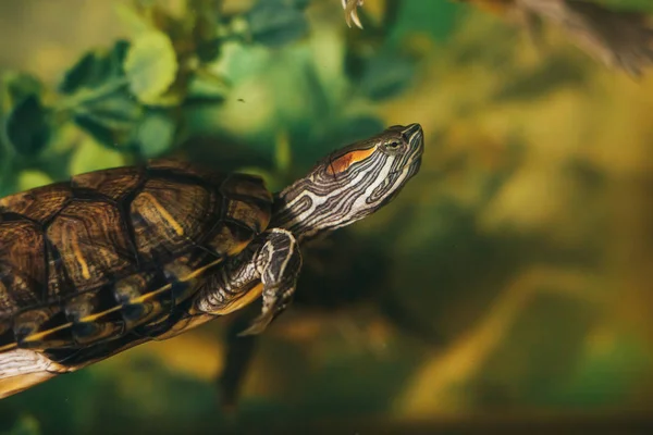 Red Eared Terrapin - Trachemys scripta elegans i akvariet - Stock-foto