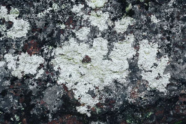 Lichen sur fond de pierre de granit comme la carte du monde — Photo