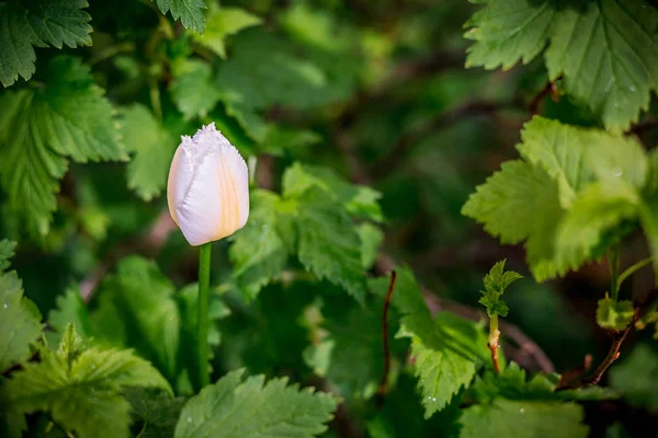 Amazimg naturaleza de ehite tulipán sobre fondo verde —  Fotos de Stock