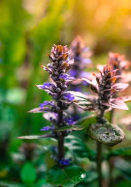 sonra yağmur yeşil mavi çiçekli yaz arka plan