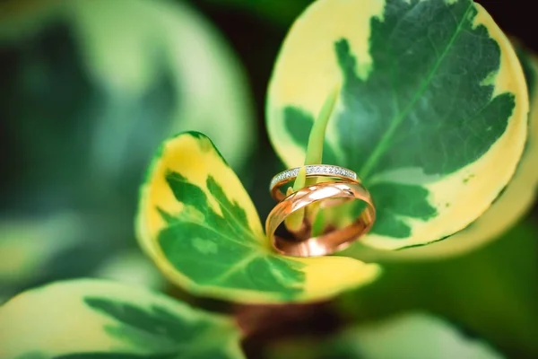 Two golden wedding rings on flowers, wedding rings background concept — Stock Photo, Image