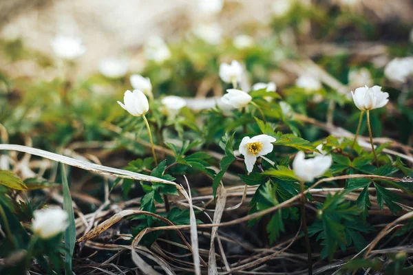 Όμορφα άσπρα λουλούδια άνοιξη όπως snowdrops — Φωτογραφία Αρχείου