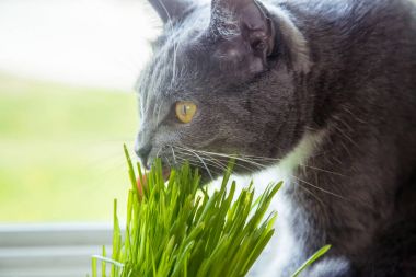 Vitamin için cats - germinated yulaf. Yeşil otların arasında bir saksı. Kedi yararlı çim yeme. Kedi gri, yeşil çimen. Arka plan - ahşap, koyu kurulu. Germinated yulaf kediler için yararlıdır