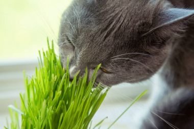 Vitamin için cats - germinated yulaf. Yeşil otların arasında bir saksı. Kedi yararlı çim yeme. Kedi gri, yeşil çimen. Arka plan - ahşap, koyu kurulu. Germinated yulaf kediler için yararlıdır