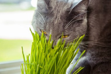 Vitamin için cats - germinated yulaf. Yeşil otların arasında bir saksı. Kedi yararlı çim yeme. Kedi gri, yeşil çimen. Arka plan - ahşap, koyu kurulu. Germinated yulaf kediler için yararlıdır