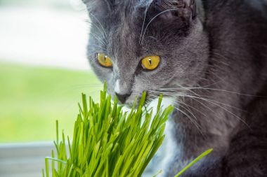 Vitamin için cats - germinated yulaf. Yeşil otların arasında bir saksı. Kedi yararlı çim yeme. Kedi gri, yeşil çimen. Arka plan - ahşap, koyu kurulu. Germinated yulaf kediler için yararlıdır