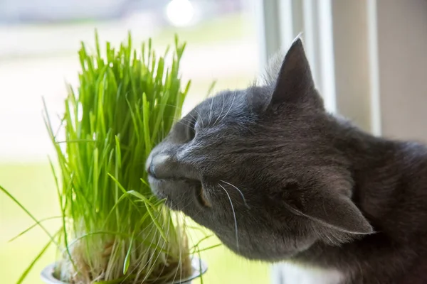 Витамины для кошек - прорастающий овес. Зеленая трава в цветочном горшке. Кошка ест траву. Кошачий серый, зеленый. Фон - деревянная, темная доска. Гермированный овес полезен для кошек — стоковое фото