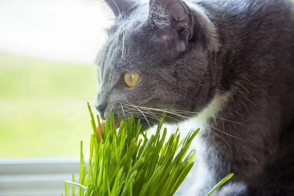 Vitamin için cats - germinated yulaf. Yeşil otların arasında bir saksı. Kedi yararlı çim yeme. Kedi gri, yeşil çimen. Arka plan - ahşap, koyu kurulu. Germinated yulaf kediler için yararlıdır