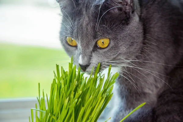 Vitamin için cats - germinated yulaf. Yeşil otların arasında bir saksı. Kedi yararlı çim yeme. Kedi gri, yeşil çimen. Arka plan - ahşap, koyu kurulu. Germinated yulaf kediler için yararlıdır