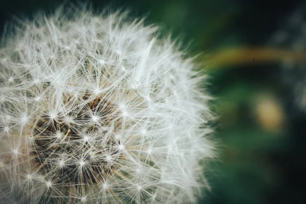 Pissenlit blanc nature, papier peint macro pissenlit — Photo