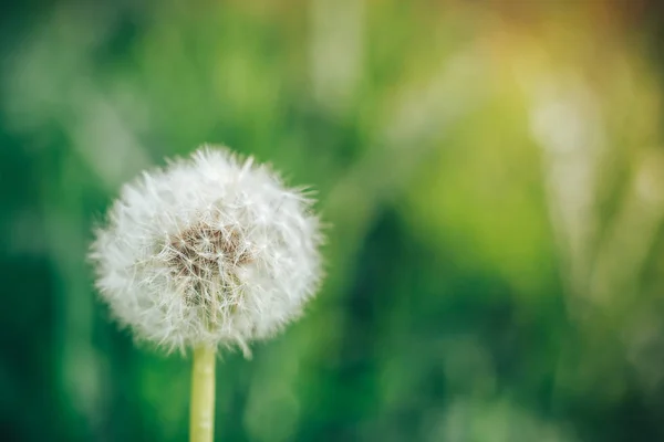 Paardebloem zaden in het zonlicht wegwaaien over een frisse groene ochtend achtergrond — Stockfoto