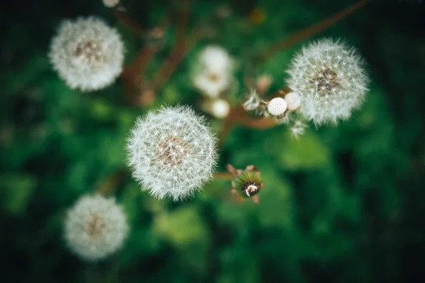 White dandelion nature, dandelion macro wallpaper — Stock Photo, Image