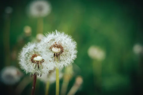 White dandelion nature, dandelion macro wallpaper — Stock Photo, Image