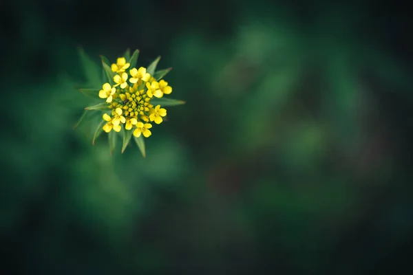 Όμορφα κίτρινα λουλούδια σε φόντο bokeh. — Φωτογραφία Αρχείου