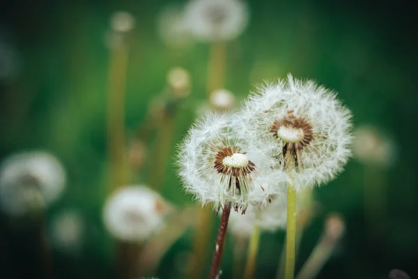 Pissenlit blanc nature, papier peint macro pissenlit — Photo