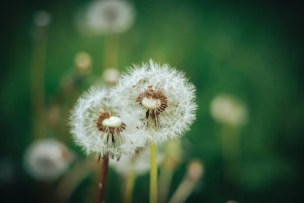 Pissenlit blanc nature, papier peint macro pissenlit — Photo