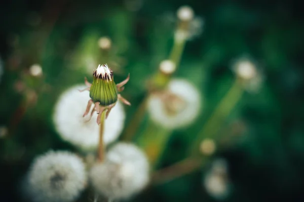 White dandelion nature, dandelion macro wallpaper — Stock Photo, Image