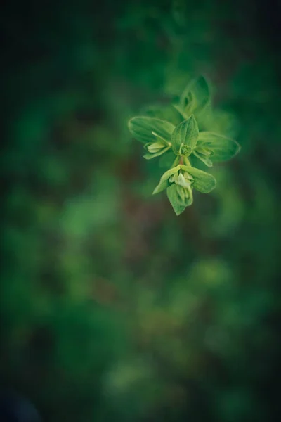 Green flower in summer background with warm tone, blurry and soft — Stock Photo, Image