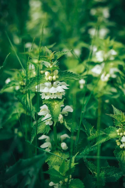 Στενή άποψη σχετικά με το πράσινο νέοι τσουκνίδα φύλλα ταπετσαρία — Φωτογραφία Αρχείου