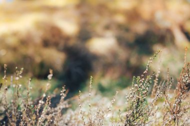 sıcak renkler ve güneş ışınlarının bahar arka plan