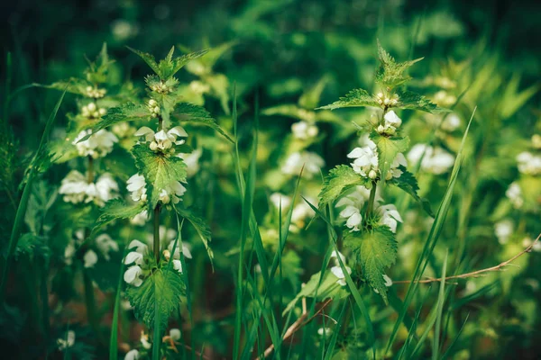 Στενή άποψη σχετικά με το πράσινο νέοι τσουκνίδα φύλλα ταπετσαρία — Φωτογραφία Αρχείου